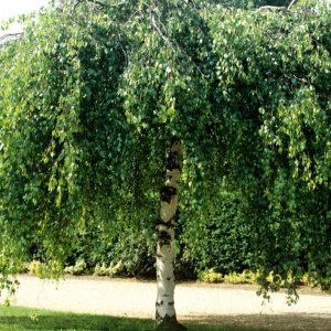 Breza previsnutá (Betula Alba pendula) ´YOUNGII´ - výška 250-300 cm, obvod kmeňa 8/10 cm, kont. C30L - NA KMIENKU